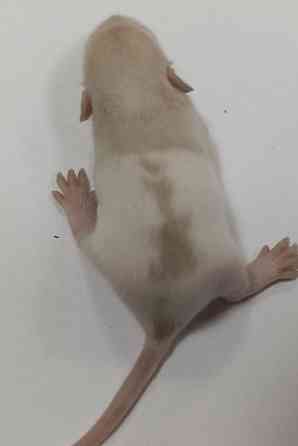 Мальчик Дамбо. Макеевка