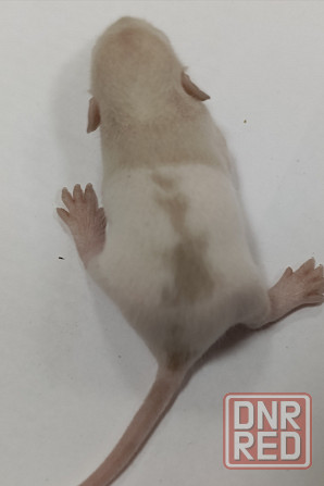 Мальчик Дамбо. Макеевка - изображение 1