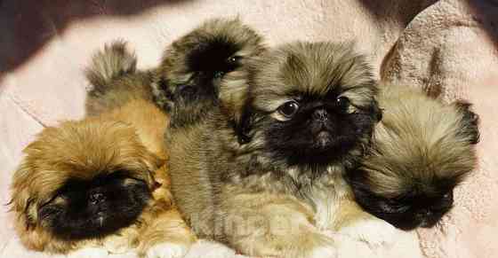 Пикинес Донецк