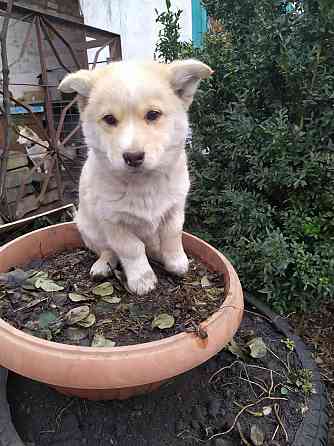 Отдаем щенков Макеевка