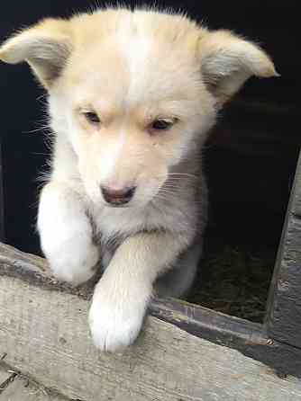 Отдаем щенков Макеевка