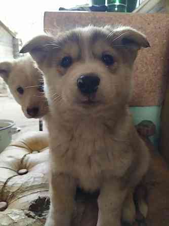 Отдаем щенков Макеевка