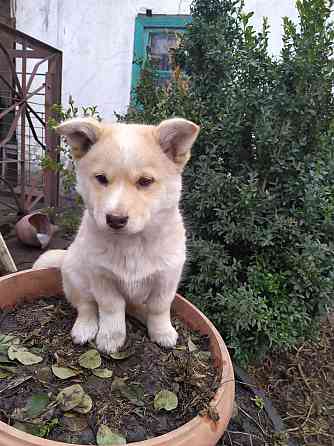 Отдаем щенков Макеевка