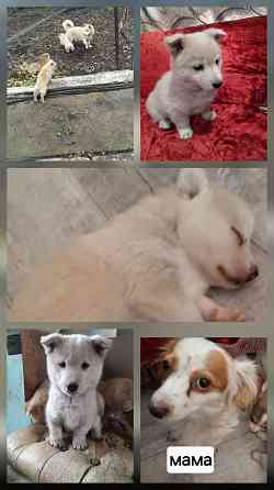 Отдаем щенков Макеевка