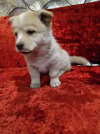 Отдаем щенков Макеевка