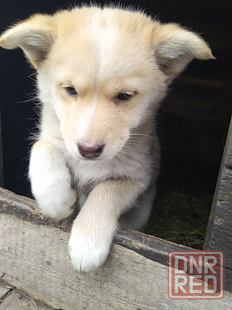 Отдаем щенков Макеевка - изображение 2