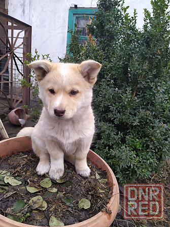 Отдаем щенков Макеевка - изображение 3