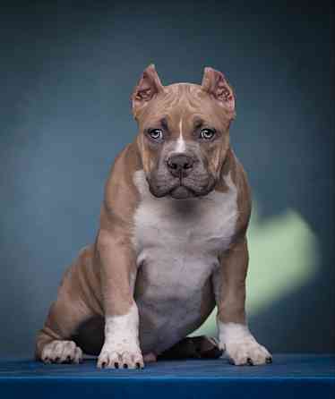 Бронирование щенков американского булли Кировское