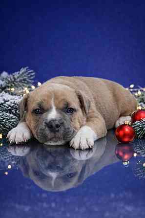 Бронирование щенков американского булли Кировское