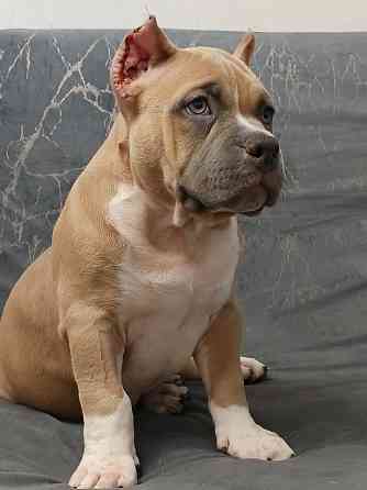 Бронирование щенков американского булли Кировское