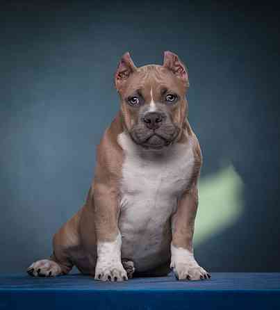 Бронирование щенков американского булли Кировское