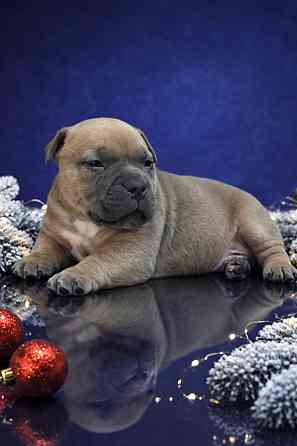 Бронирование щенков американского булли Кировское