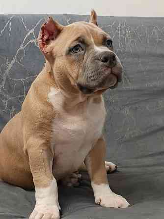 Бронирование щенков американского булли Кировское