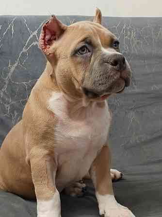 Бронирование щенков американского булли Кировское