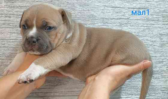 Бронирование щенков американского булли Кировское