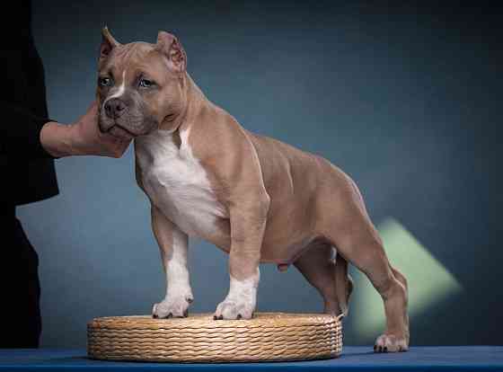 Бронирование щенков американского булли Кировское