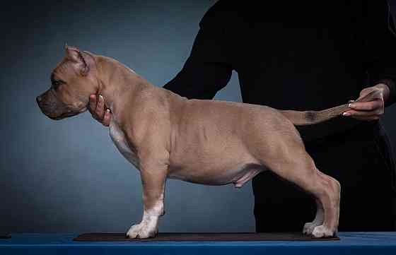 Бронирование щенков американского булли Кировское