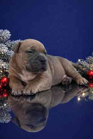 Бронирование щенков американского булли Кировское