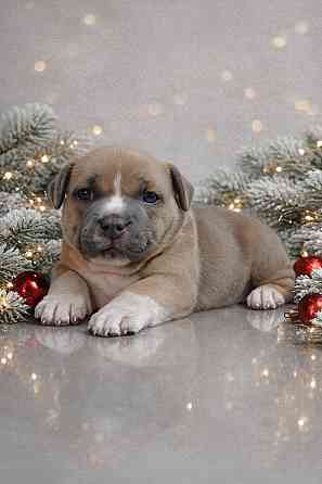 Бронирование щенков американского булли Кировское