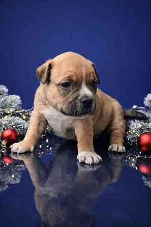 Бронирование щенков американского булли Кировское