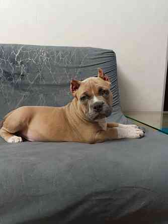 Бронирование щенков американского булли Кировское