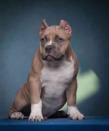 Бронирование щенков американского булли Кировское