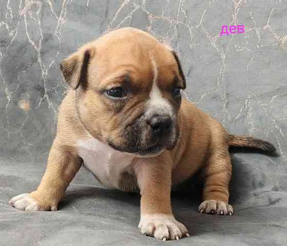 Бронирование щенков американского булли Кировское