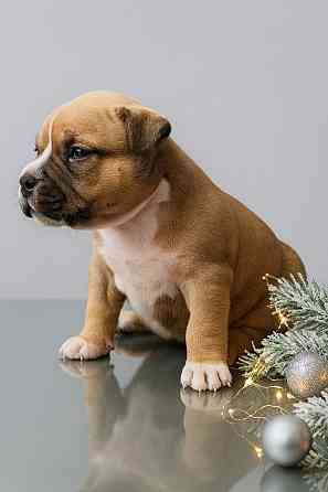 Бронирование щенков американского булли Кировское