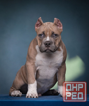 Бронирование щенков американского булли Кировское - изображение 4