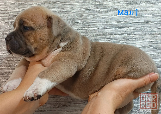 Бронирование щенков американского булли Кировское - изображение 3