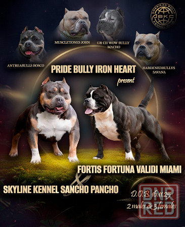 Бронирование щенков американского булли Кировское - изображение 1