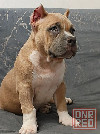 Бронирование щенков американского булли Кировское - изображение 3