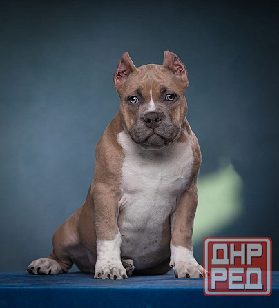 Бронирование щенков американского булли Кировское - изображение 6