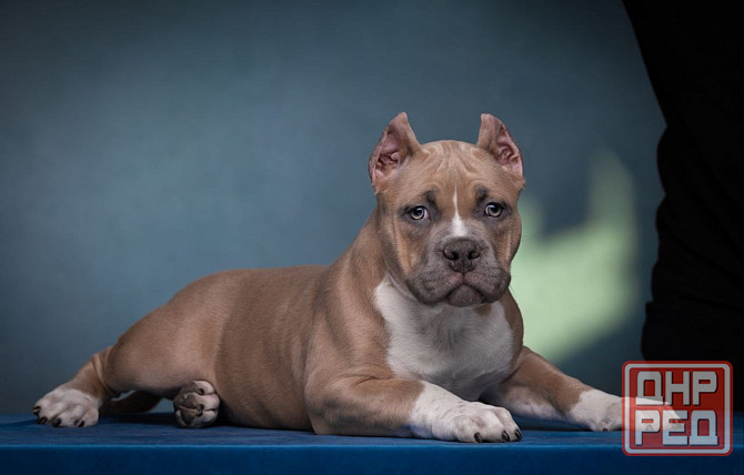 Бронирование щенков американского булли Кировское - изображение 8