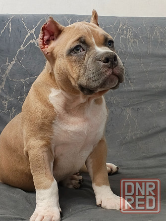 Бронирование щенков американского булли Кировское - изображение 2