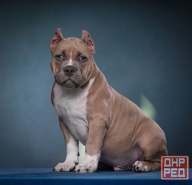 Бронирование щенков американского булли Кировское - изображение 7