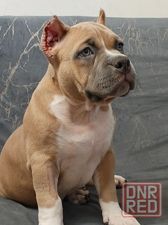 Бронирование щенков американского булли Кировское - изображение 4