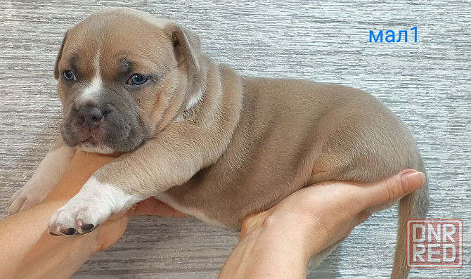 Бронирование щенков американского булли Кировское - изображение 2