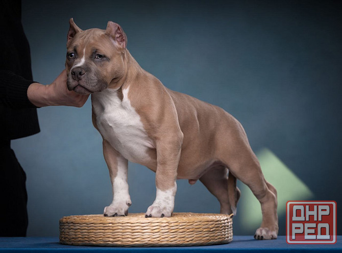 Бронирование щенков американского булли Кировское - изображение 2