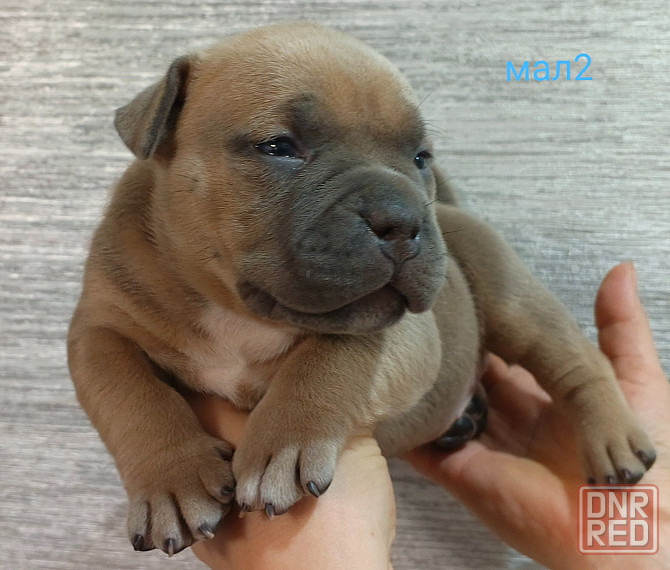 Бронирование щенков американского булли Кировское - изображение 4