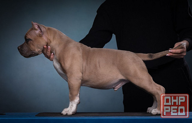 Бронирование щенков американского булли Кировское - изображение 3