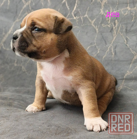 Бронирование щенков американского булли Кировское - изображение 7