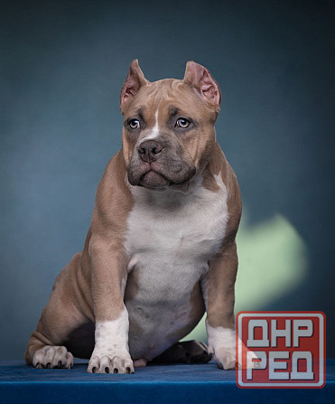 Бронирование щенков американского булли Кировское - изображение 5