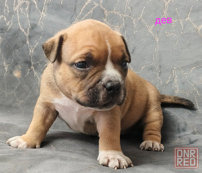 Бронирование щенков американского булли Кировское - изображение 6