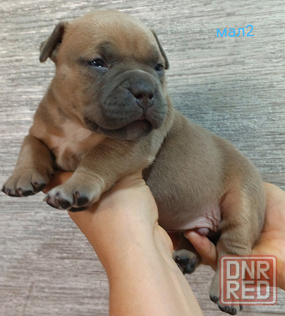 Бронирование щенков американского булли Кировское - изображение 5