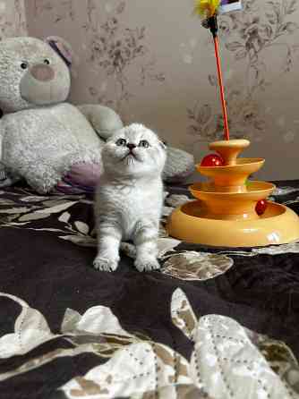 Котята Scottish fold/straight Макеевка