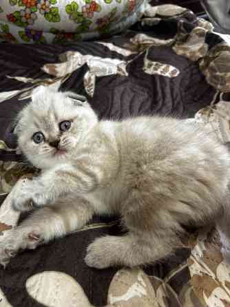 Котята Scottish fold/straight Макеевка