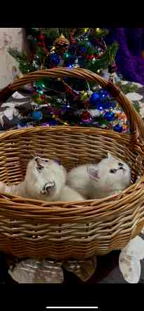 Котята Scottish fold/straight Макеевка