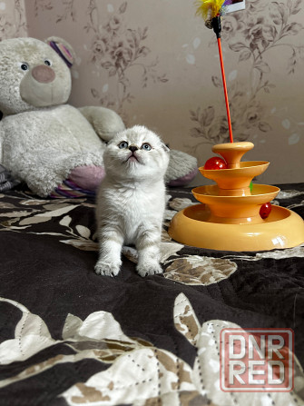 Котята Scottish fold/straight Макеевка - изображение 3