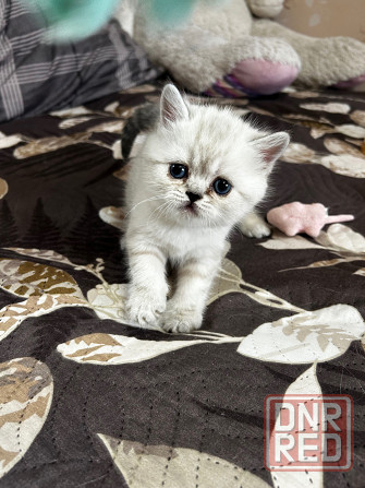 Котята Scottish fold/straight Макеевка - изображение 4